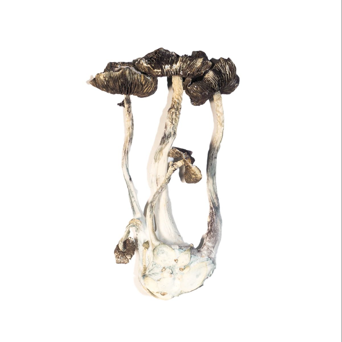 MUSHROOMS 🍄